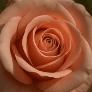 Golden Ratio Photography: Master the Art of Composition