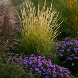 Ornamental grasses and landscaping grass in a beautiful garden